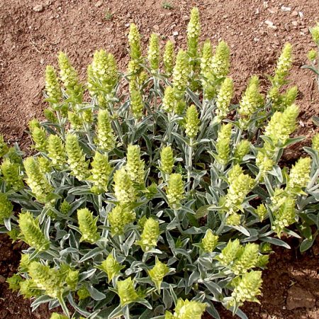 grihische bergtee
