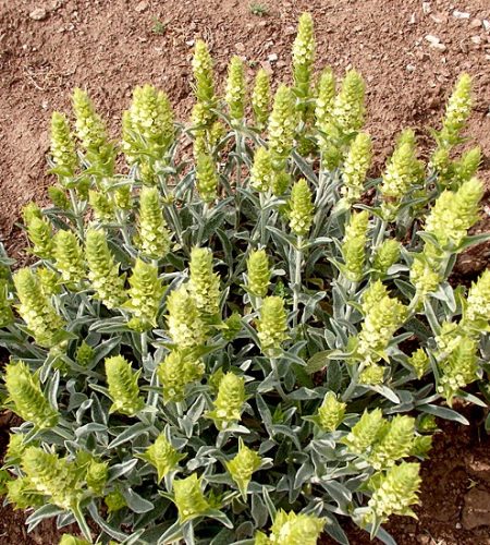 grihische bergtee